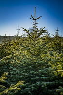 tannenbaum_titel_w450px.jpg