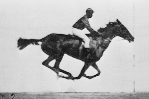 Bildfolge eines galoppierenden Rennpferds. Serienfotografie von Eadweard Muybridge (gestorben 1904), erstmals veröffentlicht 1887 in Philadelphia unter dem Titel Animal Locomotion.