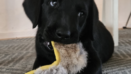 Bild von Gustaf; Unihund in Ausbildung