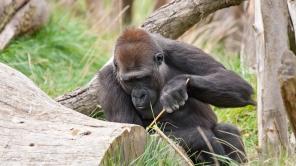 Ein Gorilla nutzt einen Stock als Werkzeug.