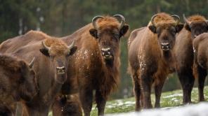 Ein Wisent im Wald.