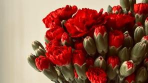 Bild von roten Nelken