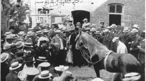 Bild vom schlauen Hans, einem Pferd