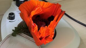 Mohnblüte