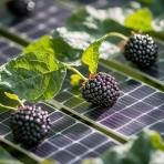 Brombeere auf Solarzelle