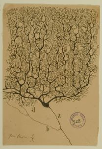 Santiago Ramón y Cajal (1852–1934), Purkinje-Zellen des Kleinhirns, um 1899. Tuschezeichnung nach Silbernitrat-Golgi-Färbung.