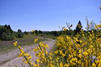 Die Trupbacher Heide