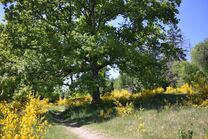 Die Trupbacher Heide