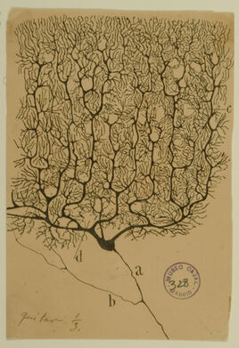 Santiago Ramón y Cajal (1852–1934), Purkinje-Zellen des Kleinhirns, um 1899. Tuschezeichnung nach Silbernitrat-Golgi-Färbung.
