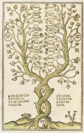 Mittelalterliche Darstellung eines Baumes, der sinnbildlich für die menschlichen Erkenntnisvermögen steht