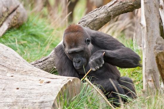 Ein Gorilla nutzt einen Stock als Werkzeug.
