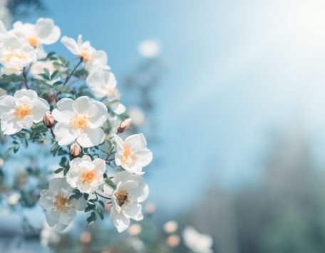 Baumblüten