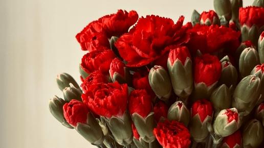 Bild von roten Nelken