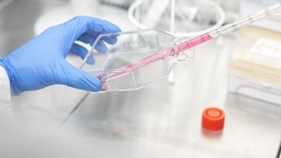 Laborsituation: „Füttern“ von Blutgefäßzellen in Kultur