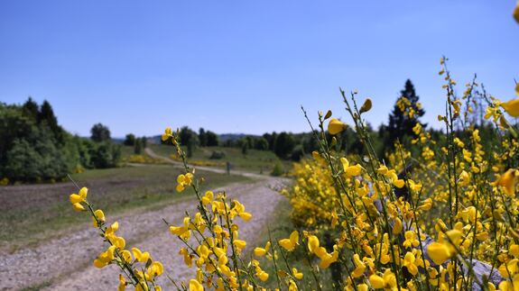 Die Trupbacher Heide