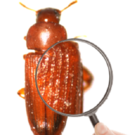 chitin chitin