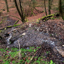 projekt_wald_aktiv_thumb projekt_wald_aktiv_thumb