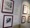 Kalligraphien Kalligraphien