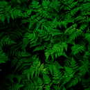 plant-studies_thumb plant-studies_thumb