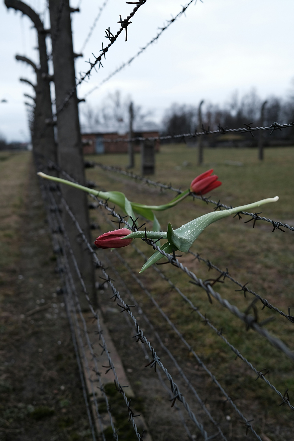 rose_web