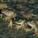 Witte Biolog Kolloquium