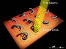 Biochip mit DNS-Sonden im goldenen Strahlungsverstärkungsring: Der THZ-Strahl detektiert eine Kopplung von Proben- und Ziel-DNS