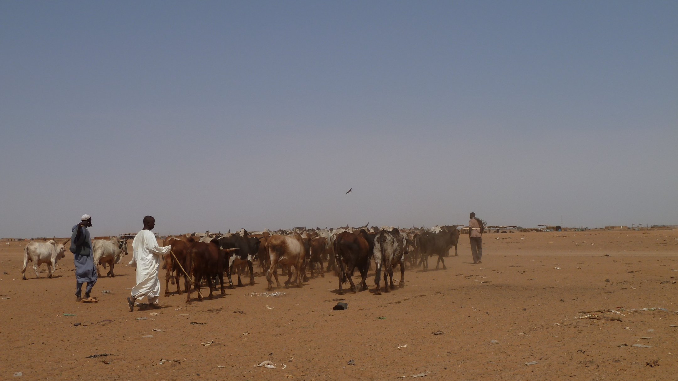Viehzüchter Khartoum